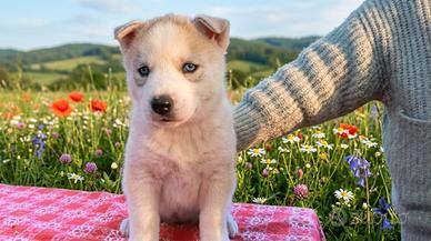 Cucciola di Siberian Husky
