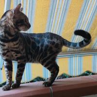 Gatto del Bengala maschio