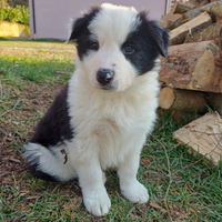 Cuccioli Border Collie