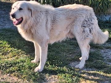 Cane da pastore maremmano-abruzzese accoppiamento