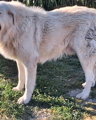 Cane da pastore maremmano-abruzzese accoppiamento