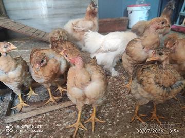 polli collo pelato, galline 