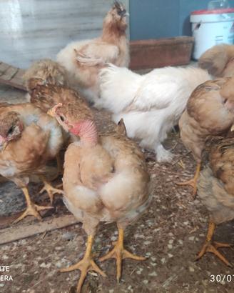polli collo pelato, galline 