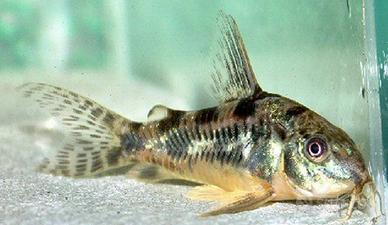 CORYDORAS e ANCISTRUS tutte le colorazioni
