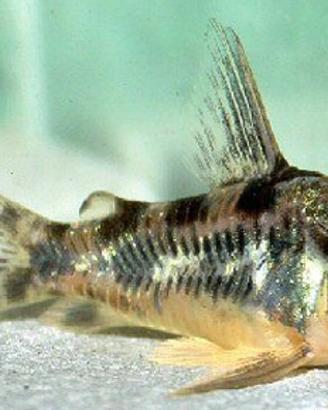 CORYDORAS e ANCISTRUS tutte le colorazioni