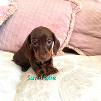 Cucciolo bassotto chocolate maschio Pedigree Enci