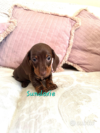 Cucciolo bassotto chocolate maschio Pedigree Enci