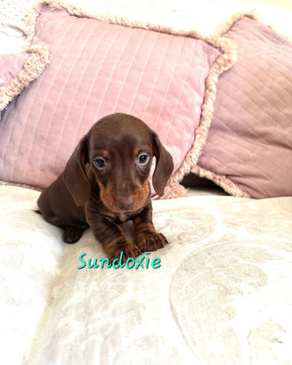 Cucciolo bassotto chocolate maschio Pedigree Enci