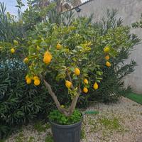 Albero di Limone lunario 