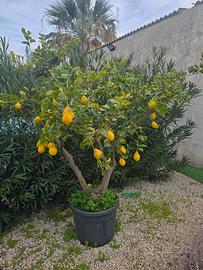 Albero di Limone lunario 