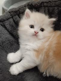 Gattino Persiano Bicolore Cream&White