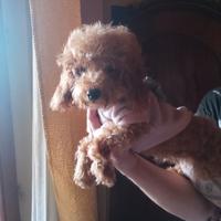 Ultimi due meravigliosi cuccioli di Barboncino Toy