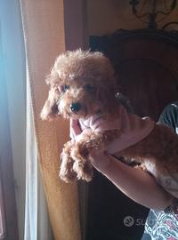 Ultimi due meravigliosi cuccioli di Barboncino Toy