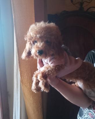 Ultimi due meravigliosi cuccioli di Barboncino Toy