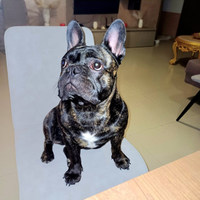 Buldog francese da monta