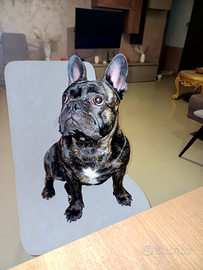 Buldog francese da monta