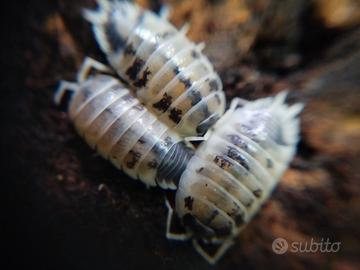 Isopodi collemboli onischi