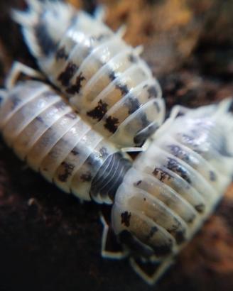 Isopodi collemboli onischi
