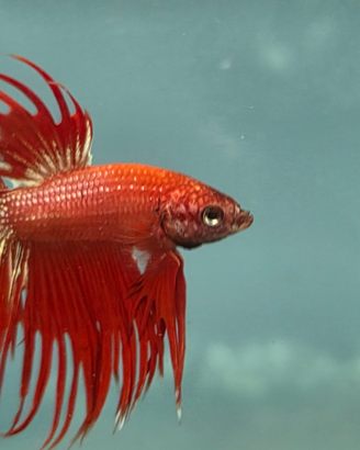Beta Crown Tail, 