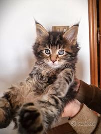 Cuccioli di Maine Coon Brown Blotched Tabby