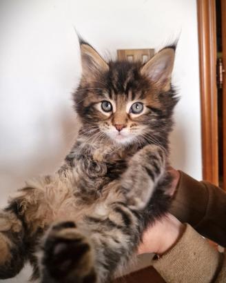 Cuccioli di Maine Coon Brown Blotched Tabby