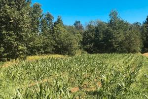 Terreno agricolo Volpiano