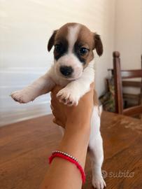 Jack Russell terrier