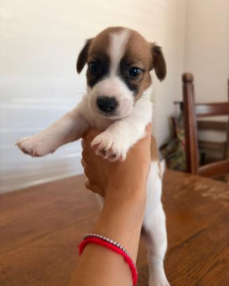Jack Russell terrier