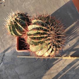 Pianta grassa tipo cuscino della suocera grande