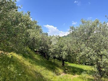 TER. AGRICOLO A NEGRAR DI VALPOLICELLA