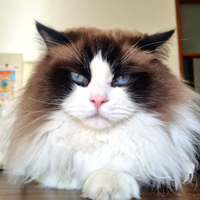 Maschio Ragdoll per accoppiamento