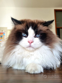 Maschio Ragdoll per accoppiamento