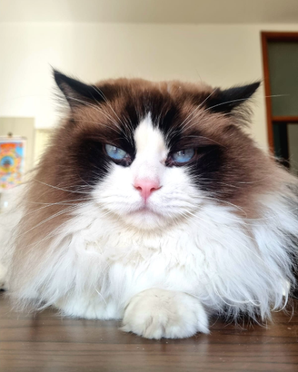 Maschio Ragdoll per accoppiamento