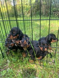 Cuccioli di bassotto