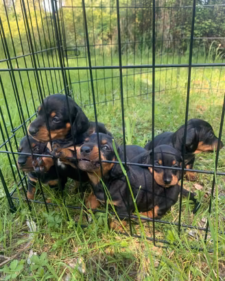 Cuccioli di bassotto