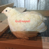 Quaglie texane white e jumbo golden