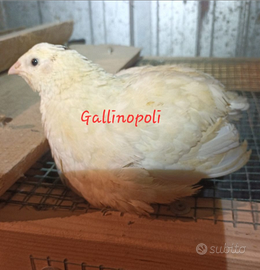 Quaglie texane white e jumbo golden