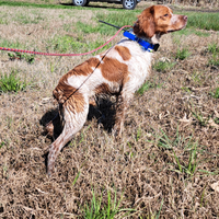 Epagneul breton maschio di 24mesi con pedigree