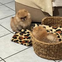 Cucciolo di Spitz di Pomerania
