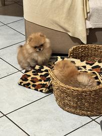 Cucciolo di Spitz di Pomerania