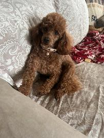 Barbone nano maschio