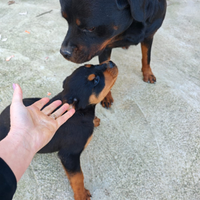 Rottweiler