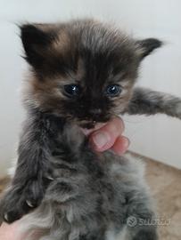 Maine coon