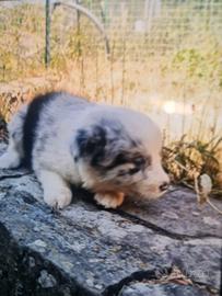 Cuccioli australian shepherd super super