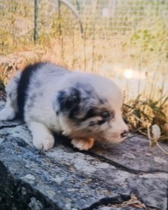 Cuccioli australian shepherd super super