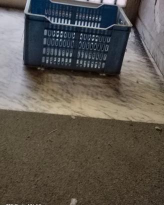 Cassette in plastica rigida e robusta per frutta/o