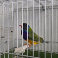 Diamanti di gould