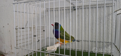 Diamanti di gould