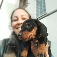 Bassotto tedesco a pelo duro con pedigree