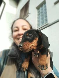 Bassotto tedesco a pelo duro con pedigree